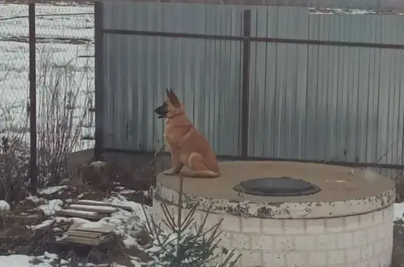 Собаки потеряшки, Тульская область, фото: Потеряшка собака в Фёдоровке, Тульская обл.