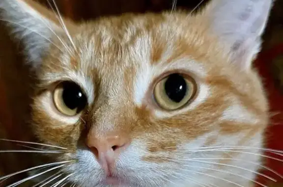 Найдена кошка, Миасс, фото: Кошка найдена у 2 подъезда, Городская 12