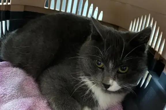 Найдена кошка, Краснодар, фото: Кошка найдена, ул. Н. Шевелёва, Краснодар