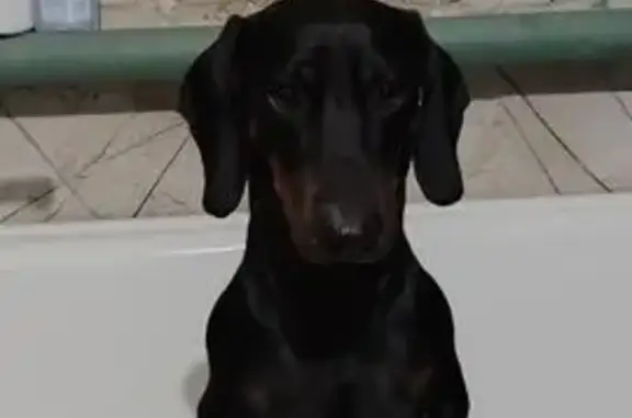 Пропала такса в СНТ Химик, Невинномысск