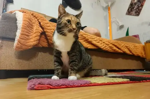 Трёхцветная кошка найдена, 5-я Красноармейская