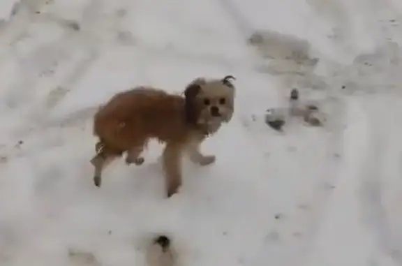 Пропала собака Рада, Кемерово, 10-я Линия, 65