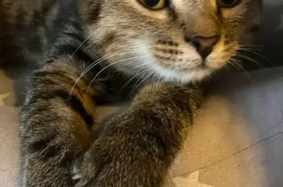 Пропала кошка, Газовская 19А, Н. Новгород