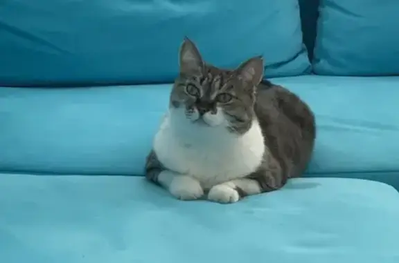 Пропала кошка, ул. Суворова 93, Магнитогорск