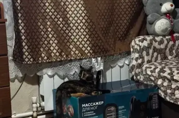 Кошки потеряшки, Псков, фото: Потеряшка кошка, Белинского 6, Псков