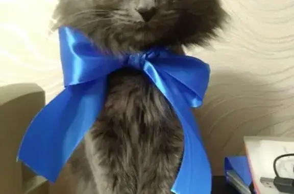 Пропал кот, Орджоникидзевский р-н, Уфа