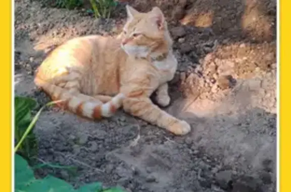 Пропала кошка, Калужская обл.