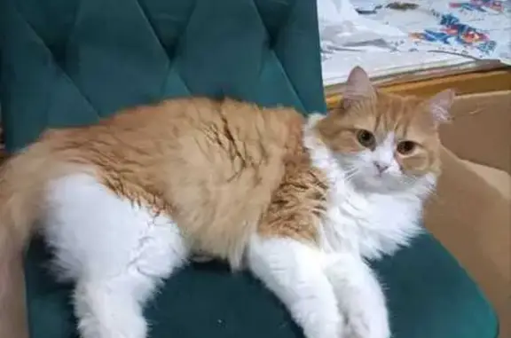 Кошки потеряшки, Белгородская область, фото: Потеряшка кошка, Таврово, Белгородская обл.