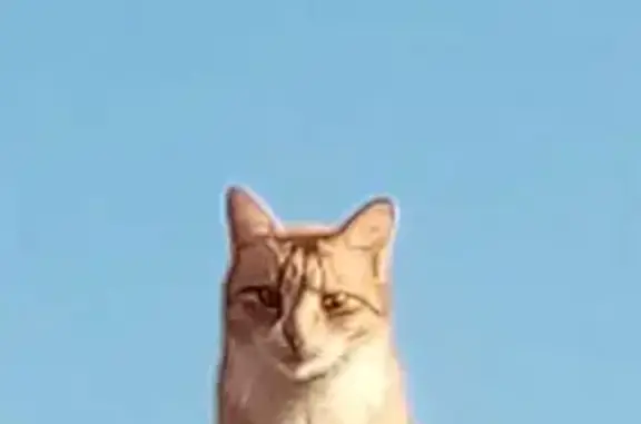 Кошки потеряшки, Тверь, фото: Потеряшка кошка, 7-й Кольцевой пр., 2/10