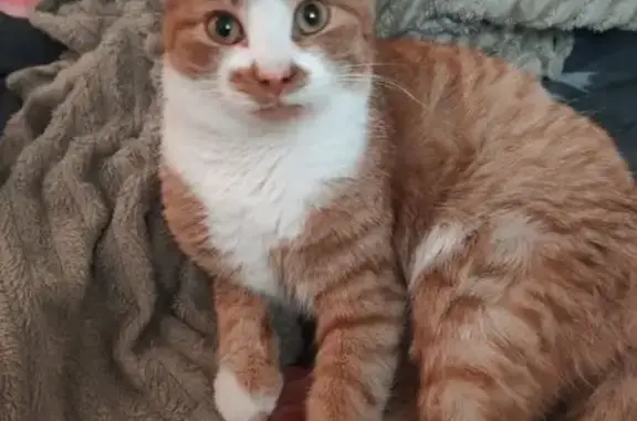 Пропала кошка, Мало-Мельничная 32, Оренбург