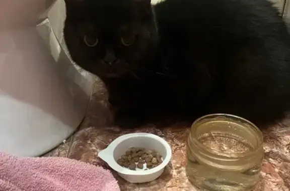 Найдена кошка, Тосно, фото: Кошка найдена: пр. Ленина, 3, Тосно