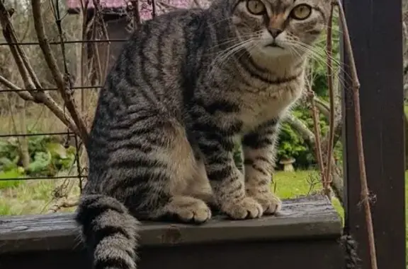 Пропала кошка у ж/д ст. Каннельярви