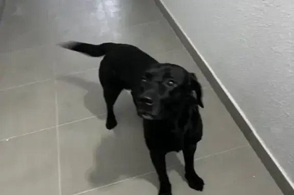 Найдена собака, Архангельск, фото: Собака найдена, ул. Терёхина, Архангельск