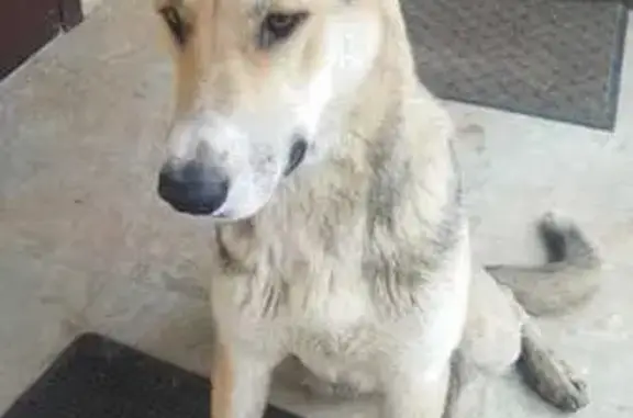 Собаки потеряшки, Лаголовское сельское поселение, фото: Потеряшка собака, Красносельская ул. 10