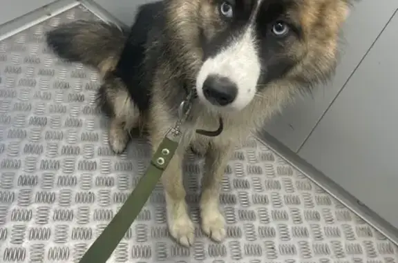 Найдена собака, Балашиха, фото: Собака найдена в парке, Лесные Поляны