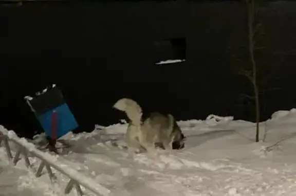 Найдена собака, ул. Зои Космодемьянской, 8