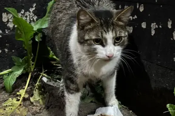 Найдена кошка, Агалатово, фото: Кошка найдена в Агалатово, Приозерское ш.