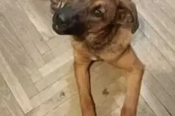 Собака найдена в парке, ул. Лавочкина, 34