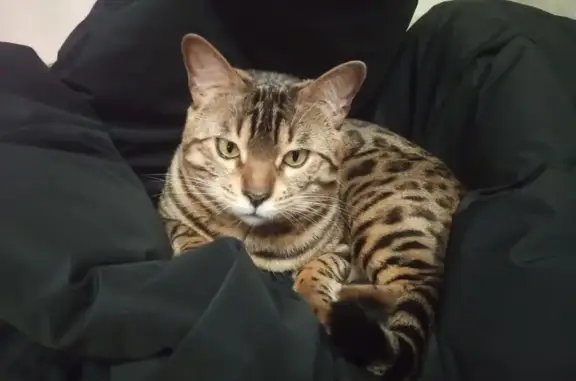 Кошки потеряшки, Оверята, фото: Потеряшка кошка у мусорки, Заводская 13