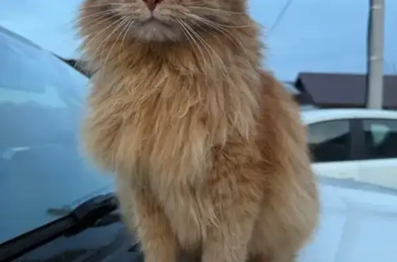 Пропала кошка, Аллея Строителей 2, Краснослободск