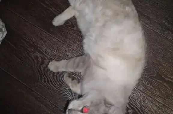 Найдена кошка, Новосибирская область, фото: Кошка найдена на ул. Чкалова, Новосибирск