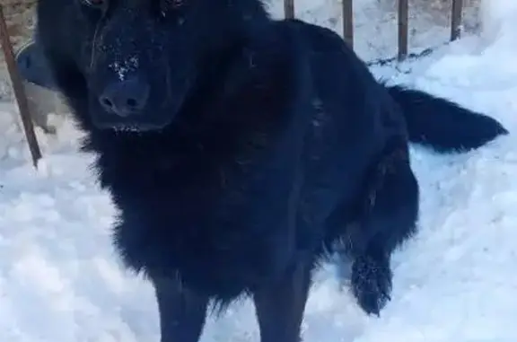 Пропала собака, Сатино-Русское, Москва