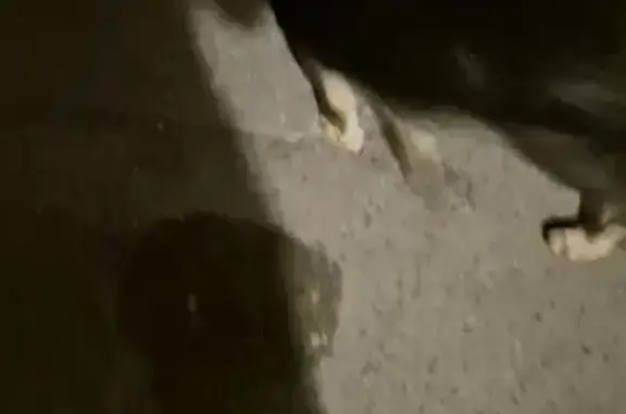 Найдена собака, Саратов, фото: Собака найдена: ул. Чернышевского, 96