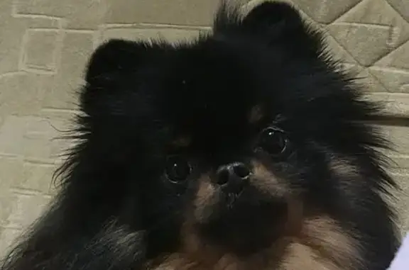 Собаки потеряшки, Курганская область, фото: Потеряшка собака у Далматовского кольца