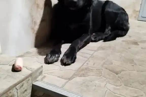 Найдена собака в Краснодаре, Краснодарский край