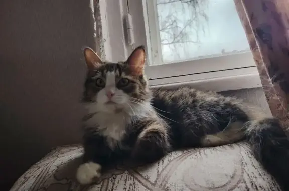 Кошки потеряшки, Нижний Новгород, фото: Потеряшка кошка, б-р 60-летия Октября, 7