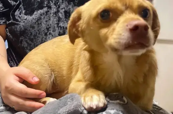 Найдена собака, Краснодар, фото: Найден рыжий пес, ул. Стасова, Краснодар