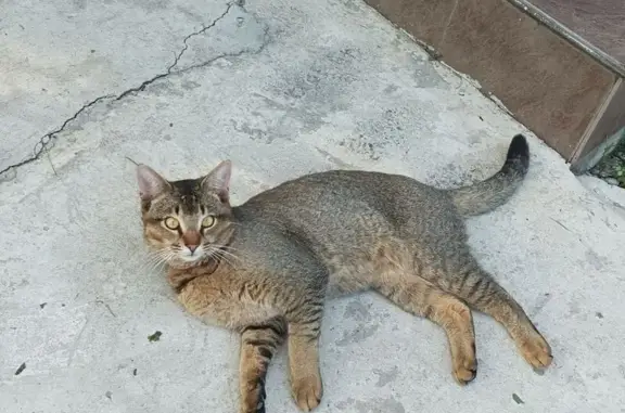Кошки потеряшки, Павловская, фото: Потеряшка кошка на Азовской, 2, Павловская
