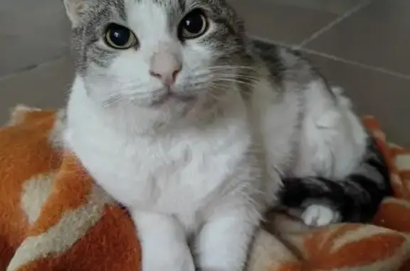 Пропала кошка в дер. Солова, Тульская обл.