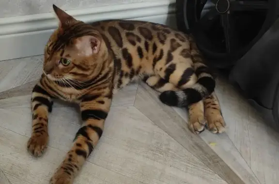 Пропала кошка, Федеральное шоссе 12