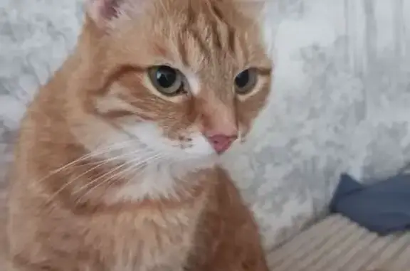 Кошки потеряшки, Уфа, фото: Потеряшка рыжая кошка, Уфа, Башкортостан