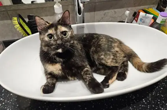 Кошки потеряшки, Архангельское (красногорский Район), фото: Потеряшка кошка Мисти, 25, Архангельское