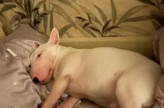 Пропала собака, Зеленогорская 4, СПб