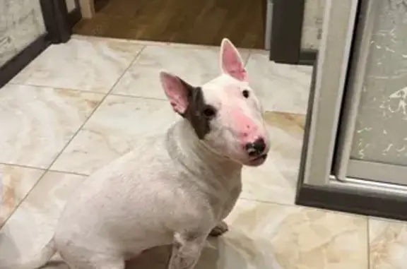 Собаки потеряшки, Санкт-Петербург, фото: Потеряшка собака, Зеленогорская 4, СПб