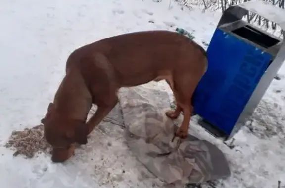 Найдена собака, Ангарск, фото: Собака ждет на остановке Сатурн, Ангарск