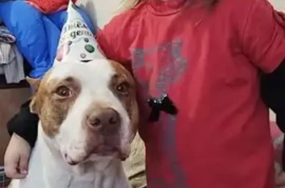 Собаки потеряшки, Томская область, фото: Потеряшка собака, Томск, Томская область