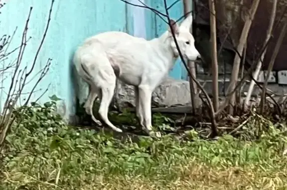 Найдена собака, , фото: Найдена собака, ул. Коминтерна, 49Б