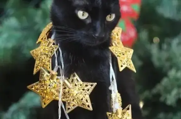 Пропала кошка, ул. Овчинникова, 6