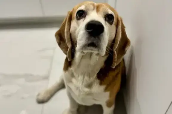 Найдена собака, Красноярск, Удачный