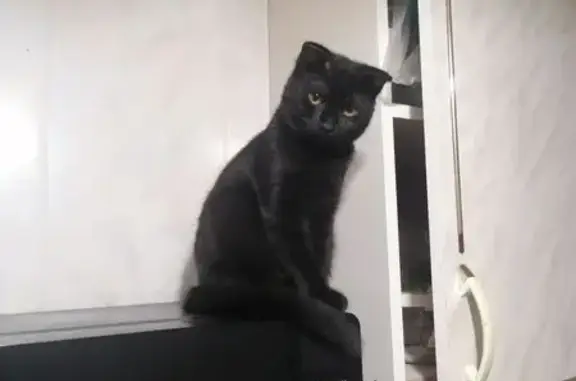 Кошки потеряшки, Калач-на-Дону, фото: Потеряшка кошка, переулок Баумана, 45