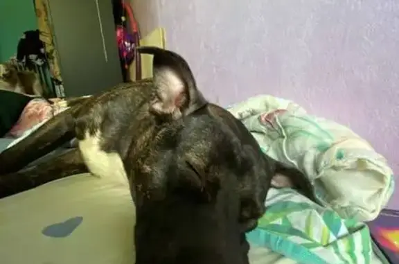 Пропала собака, ул. Гончарова, Томилино