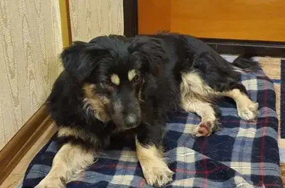 Найдена собака, Московская область, фото: Щенок найден: пос. сан. «Подмосковье», 53