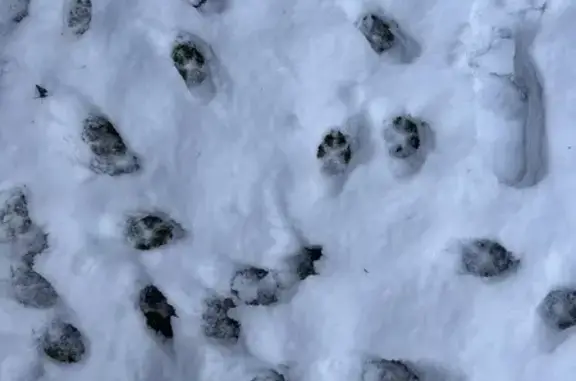 Найдена собака, Загорянский, фото: Собака найдена на ул. Чехова, 1В