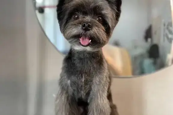 Собаки потеряшки, Челябинск, фото: Потеряшка собака, Хлебозаводская ул.