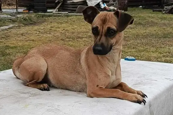 Найдена собака, , фото: Собака найдена: Дальний пер., Малоугренёво