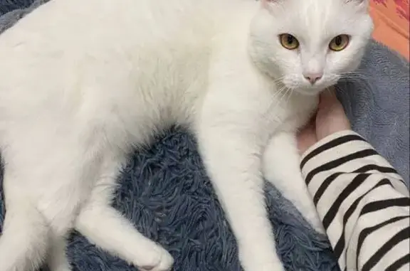 Пропала кошка, ул. Видова 179, Новороссийск